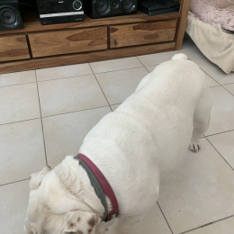 Penny profile