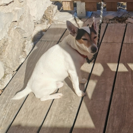 Jaja profile