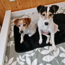Loustic et néron profile