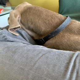 Lula profile