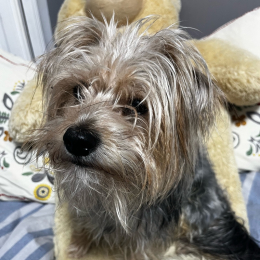 Tchoupi profile