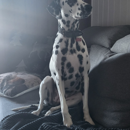 Toffy profile