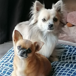 Nooky et mercedes profile