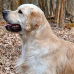 Tino profile