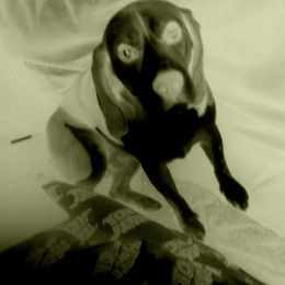 Jack profile
