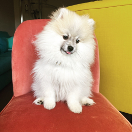 Pepsi et phénix profile