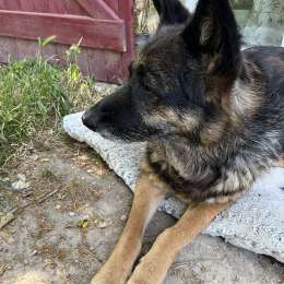 Crocky profile