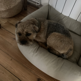 Sherlock profile