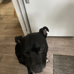 Junkee profile