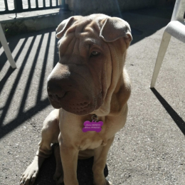 Doggo profile