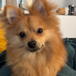 Paolo profile