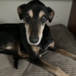 Rex profile