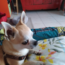 Dario profile