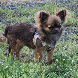 Foxie profile