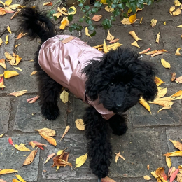 Toby profile