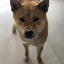 Pucca profile