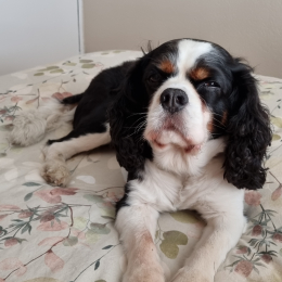 Doggo profile