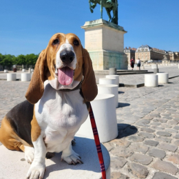 Nelson profile