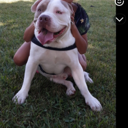 Max profile