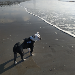 Phoebe profile