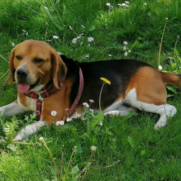 Patton profile