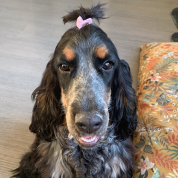 Uguette profile