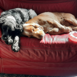 Lyxie et bella profile