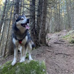 Odyssé profile