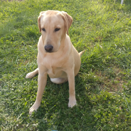 Rubis profile