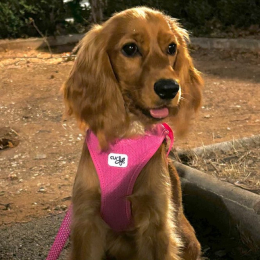 Rosie profile