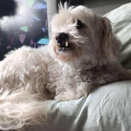 Max et bounty profile