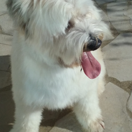 Max profile
