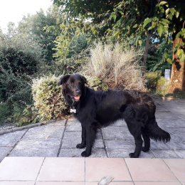 Doggo profile