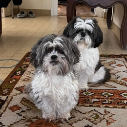 Frisco & isis profile