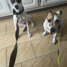 Milo et flash profile