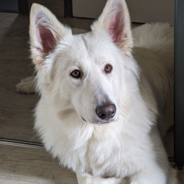 Tamaël profile