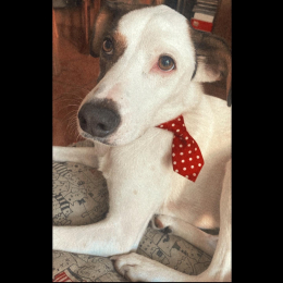 Pongo profile