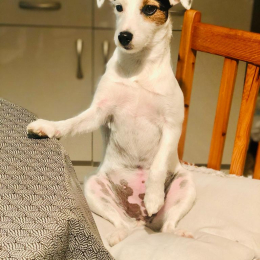 Doggo profile