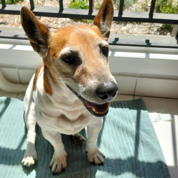 Youky profile