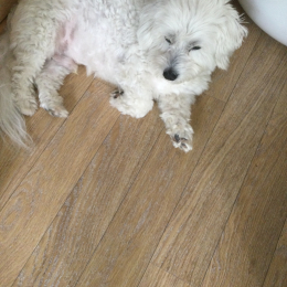 Achille et ithaque profile