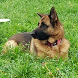 Pressy profile