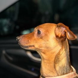 Simba profile
