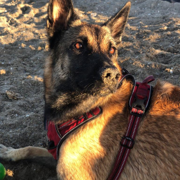 Loki profile