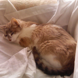 Stephanie jeunot profile