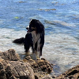 Lily profile