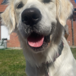 Uzzie profile