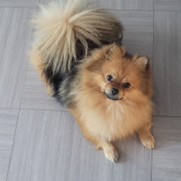 Doggo profile