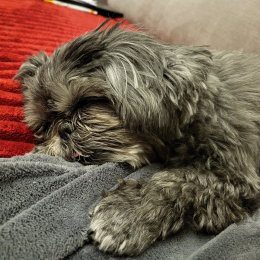 Neige et canelle profile