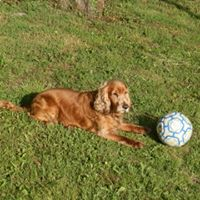 Dexter profile