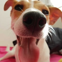 Esel profile